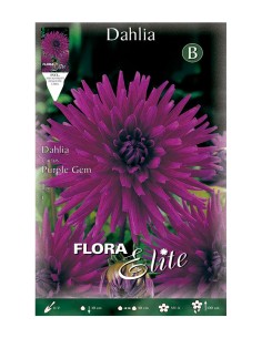 BULBO DAHLIA CACTUS PURPLE GEM BATLLE