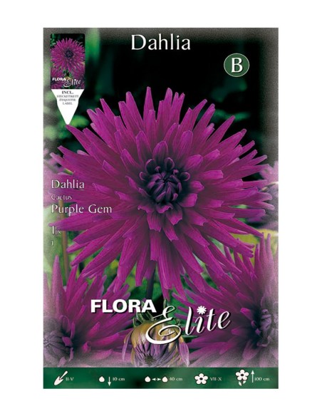 BULBO DAHLIA CACTUS PURPLE GEM BATLLE