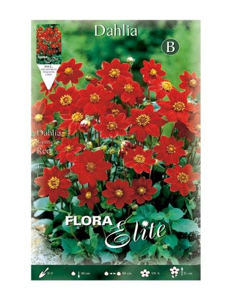 BULBO DAHLIA TOPMIX ROJO BATLLE