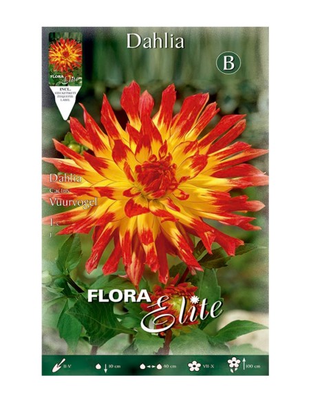 BULBO DAHLIA CACTUS VUURVOGEL BATLLE