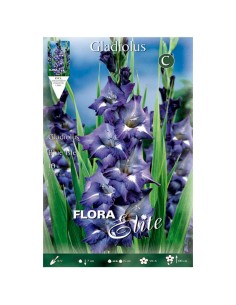 BULBO GLADIOLO BLUE ISLE