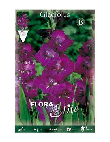 BULBO GLADIOLO PLUMTART BATLLE