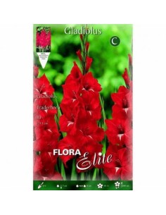 BULBO GLADIOLO TRADERHORN