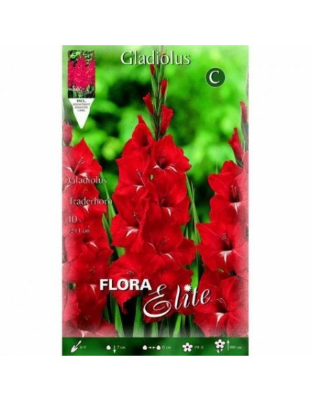 BULBO GLADIOLO TRADERHORN