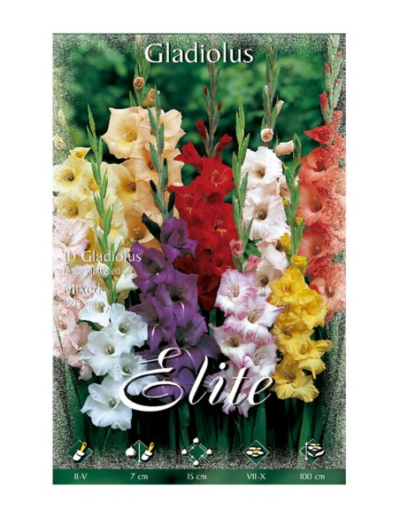 BULBO GLADIOLO MEZCLA BATLLE