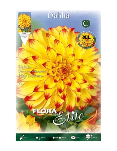 BULBO DAHLIA DECORATIVA LADY DARLENE BATLLE