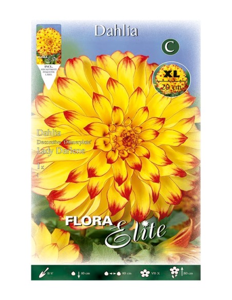 BULBO DAHLIA DECORATIVA LADY DARLENE BATLLE