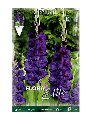 BULBO GLADIOLO PURPLE FLORA BATLLE
