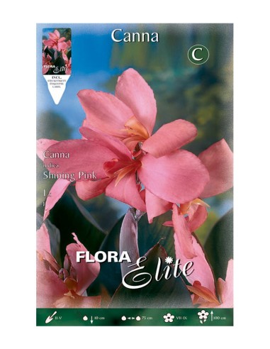 BULBO CANNA INDICA SHINING PINK
