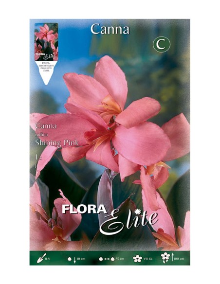 BULBO CANNA INDICA SHINING PINK