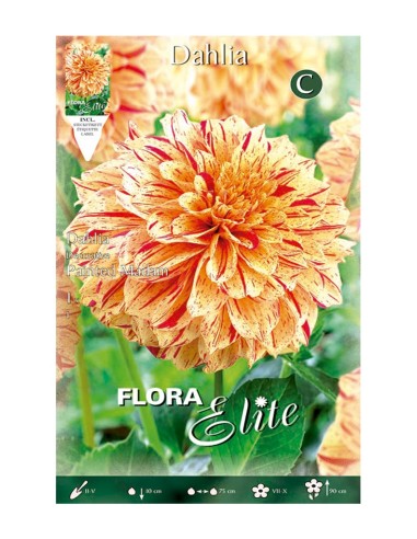 BULBO DALIA DECORATIVA PAINTED MADAM BATLLE