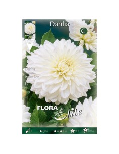BULBO DALIA DECORATIVA POLAR ICE