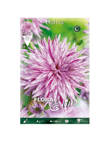 BULBO DALIA CACTUS HY TRIO