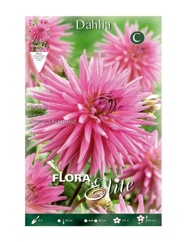 BULBO DAHLIA CACTUS SUGAR DIAMOND BATLLE