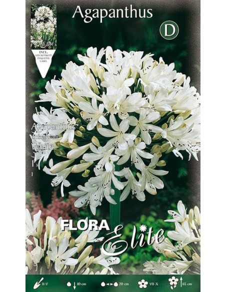 BULBO AGAPANTHUS BLANCO ELITE