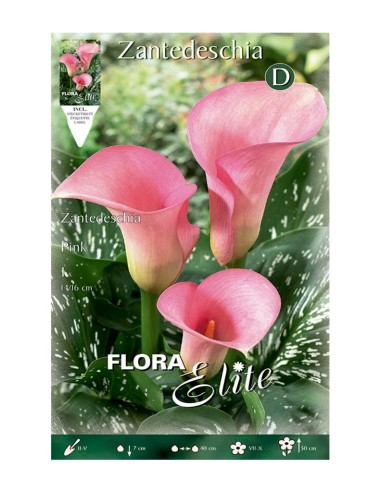 BULBO CALA ROSA BATLLE