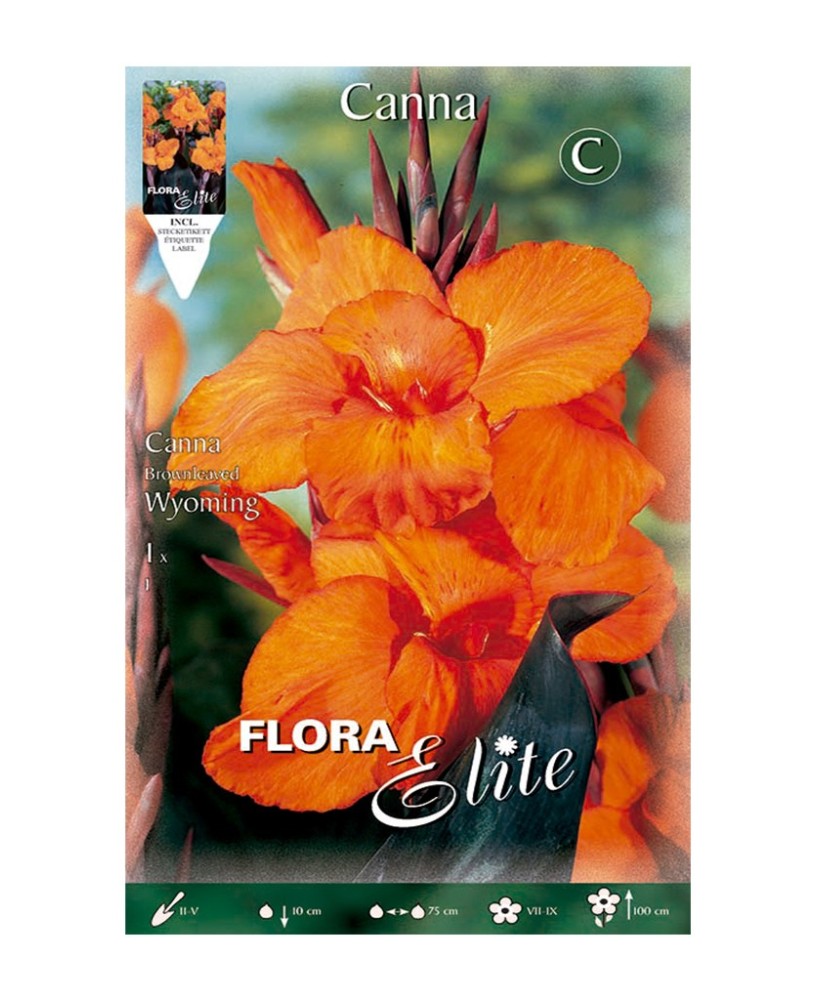 BULBO CANNA WYOMING BATLLE