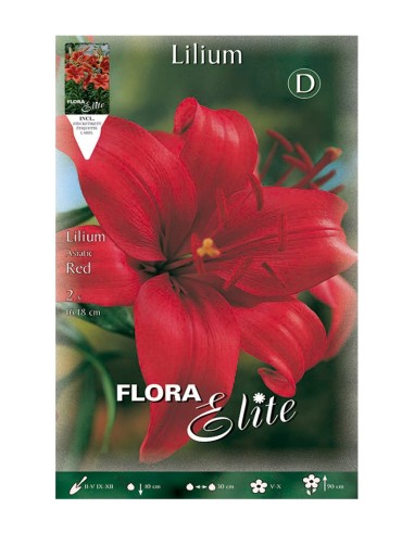 BULBO LILIUM ASIATIC ROJO BATLLE