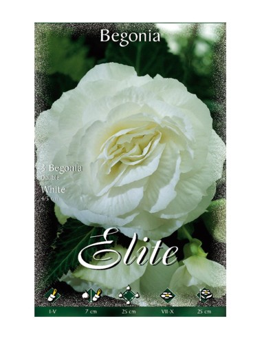 BULBO BEGONIA DOBLE BLANCA  BATLLE