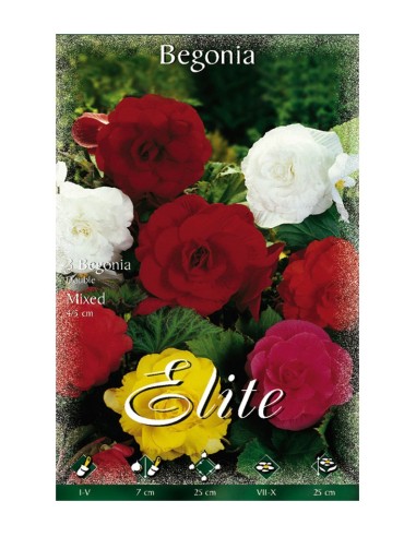 BULBO BEGONIA DOBLE MEZCLA BATLLE