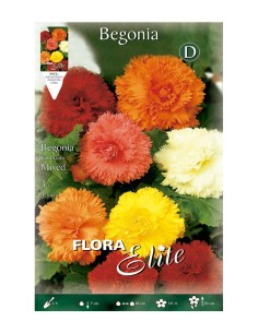 BULBO BEGONIA FIMBRIATA MEZCLA