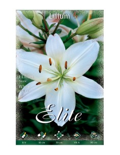 BULBO LILIUM ASIATIC BLANCO BATLLE