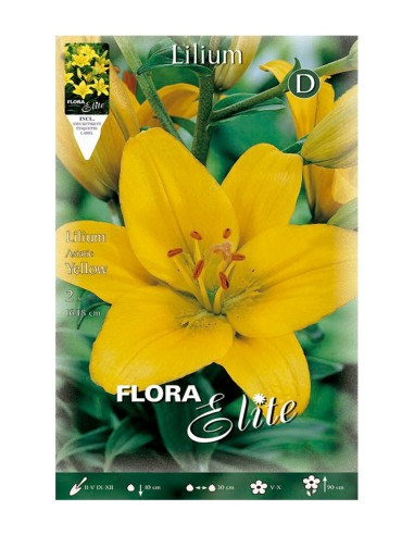 BULBO LILIUM ASIATIC AMARILLO BATLLE