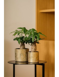 MACETA ALBI 18X16CM VERDE/ORO 2