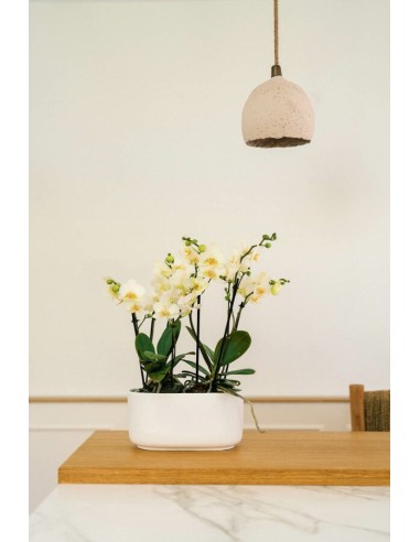 JARDINERA BARI 25X2X12CM VERDE