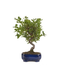 BONSAI 8 AÑOS QUERCUS SUBER MISTRAL