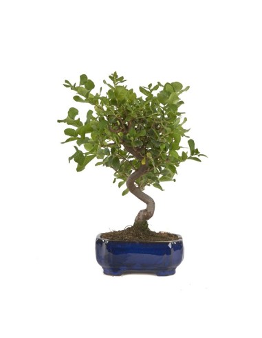 BONSAI 8 AÑOS QUERCUS SUBER MISTRAL