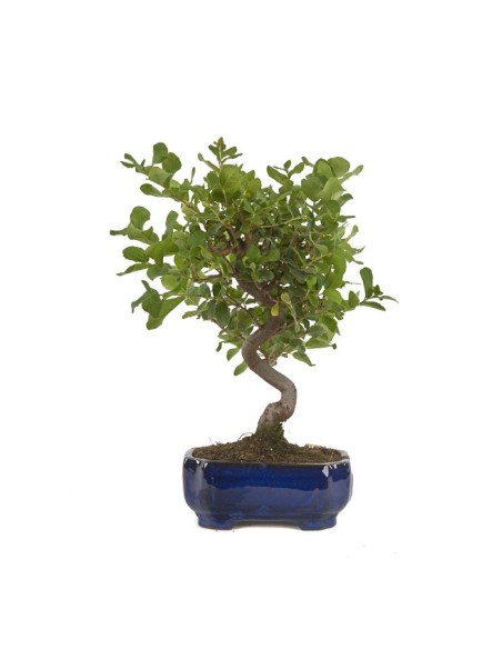 BONSAI 8 AÑOS QUERCUS SUBER MISTRAL