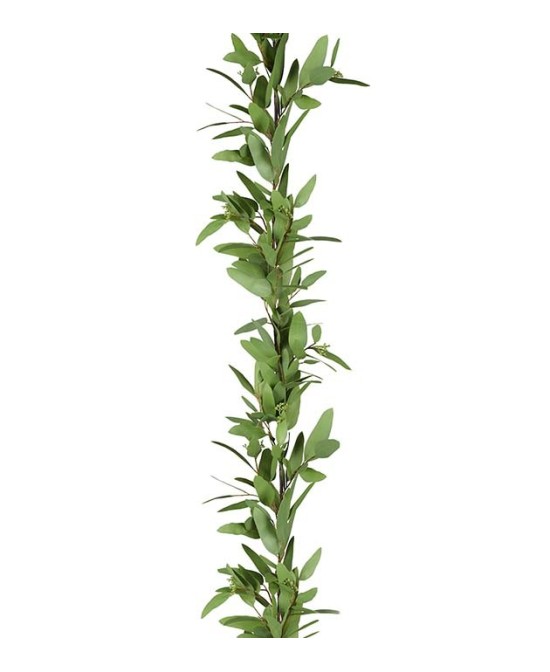 EUCALYPTUS GRILANG