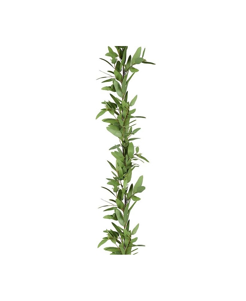 EUCALYPTUS GRILANG