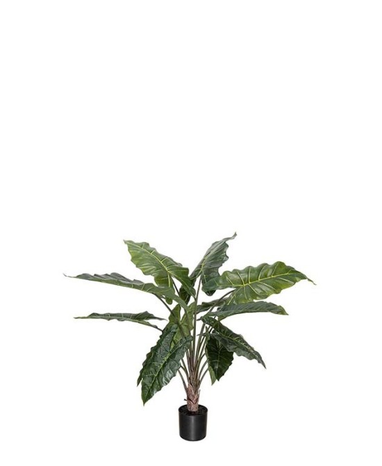 ALOCASIA
