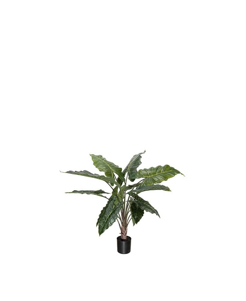 ALOCASIA