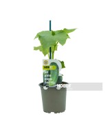 PEPINO ESPAÑOL PACK 1