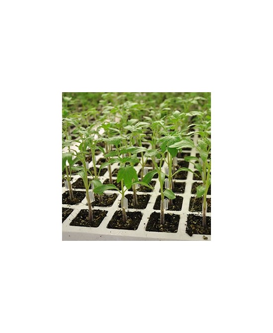PLANTA HORTICOLA