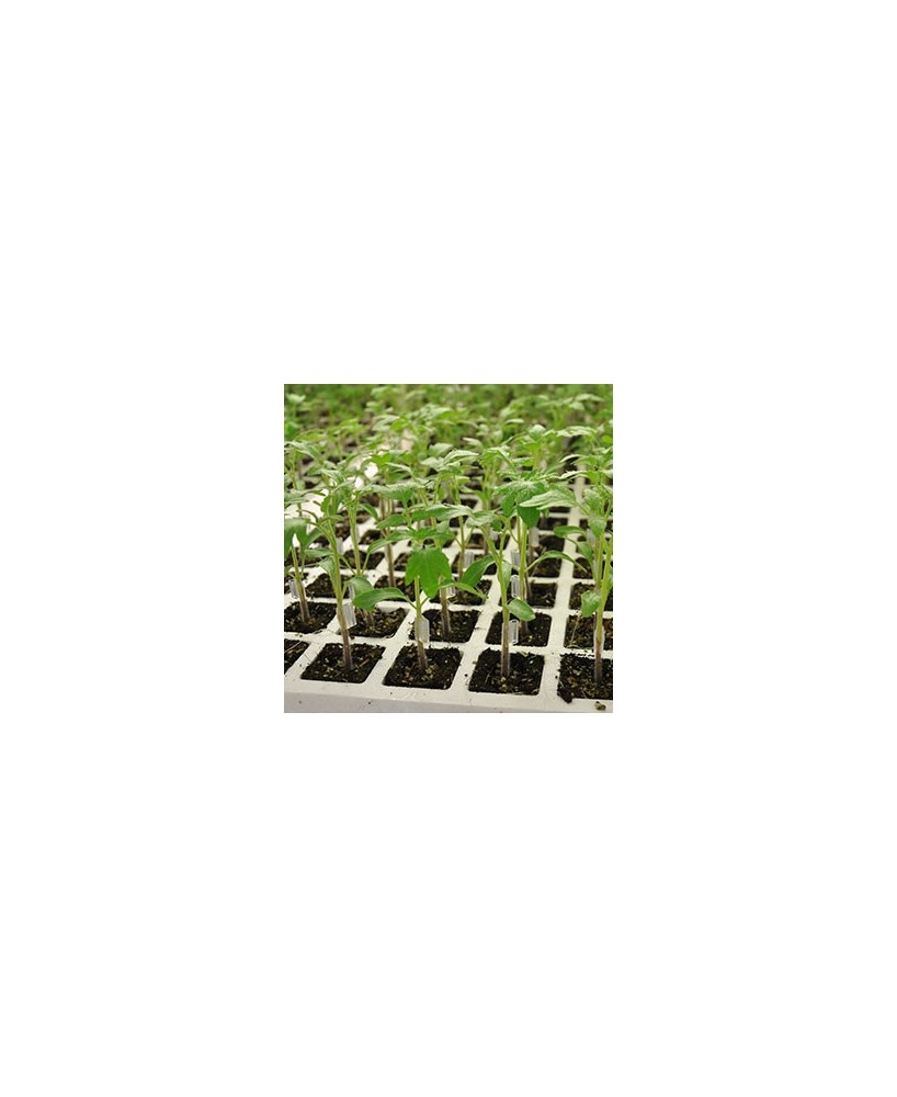 PLANTA HORTICOLA