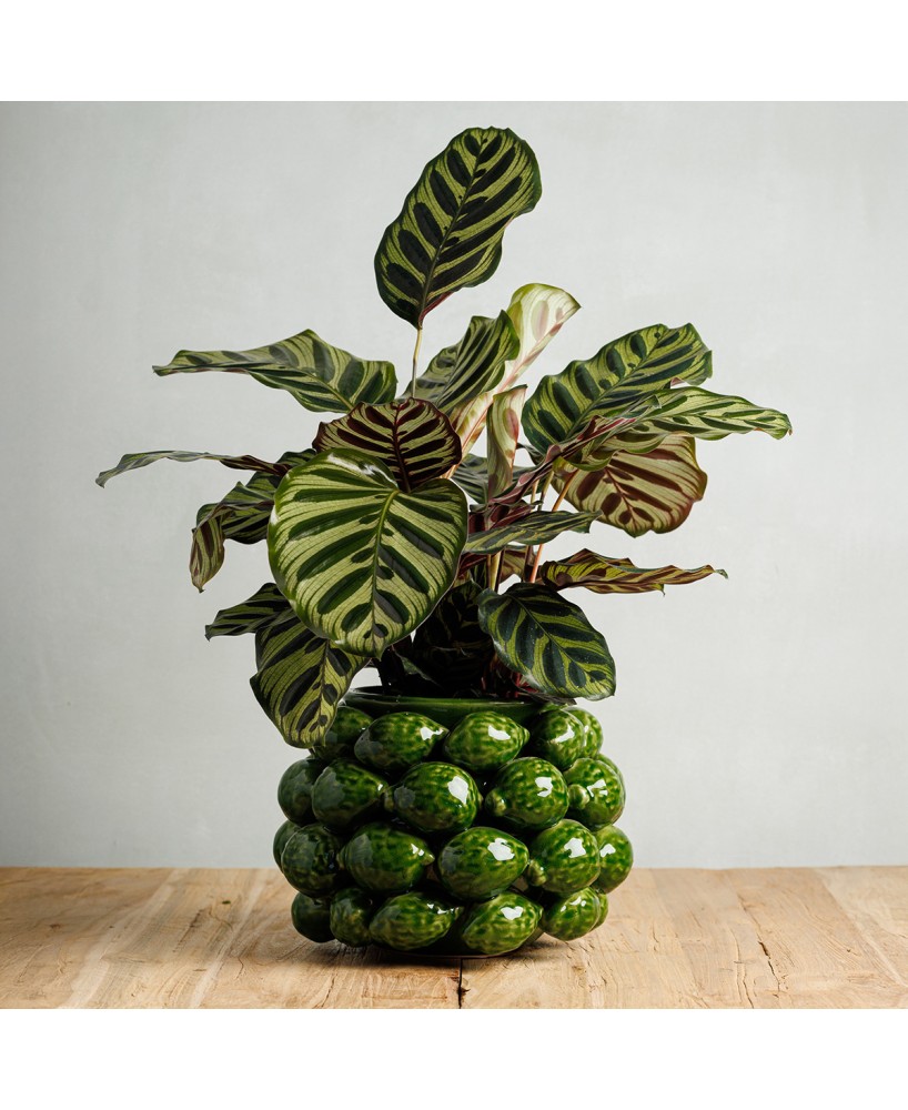 MACETA CHAKRA LIMON H19XD28CM VERDE CLARO