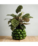 MACETA CHAKRA LIMON H19XD28CM VERDE CLARO