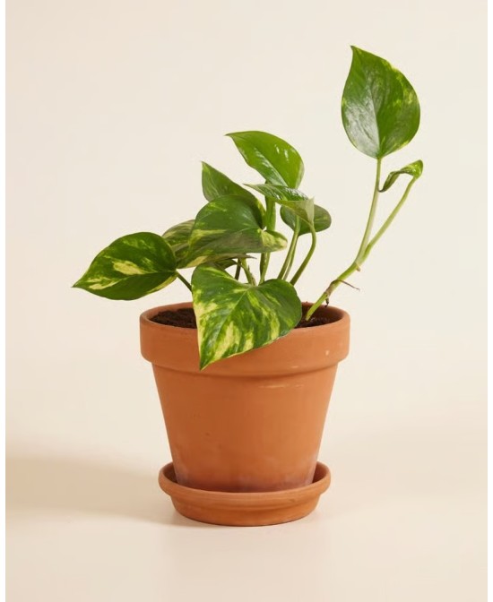EPIPREMNUM PINN AUREUM M14