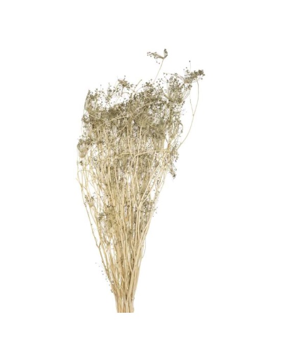 OMBRELIFERA VERDE NEVADO 150GR