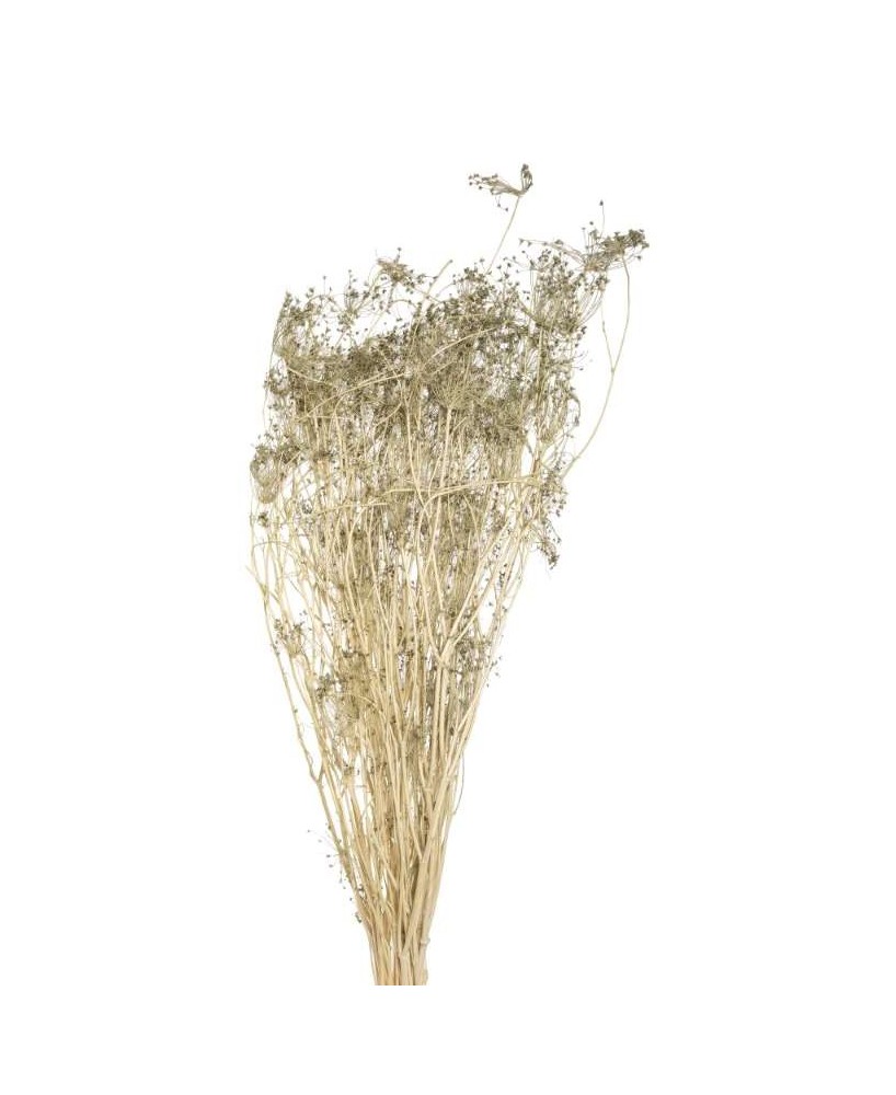 OMBRELIFERA VERDE NEVADO 150GR