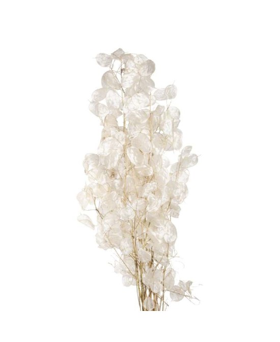 RAMA LUNARIA NATURAL 40GR