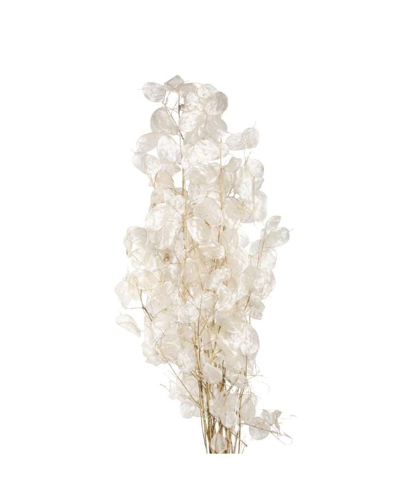 RAMA LUNARIA NATURAL 40GR