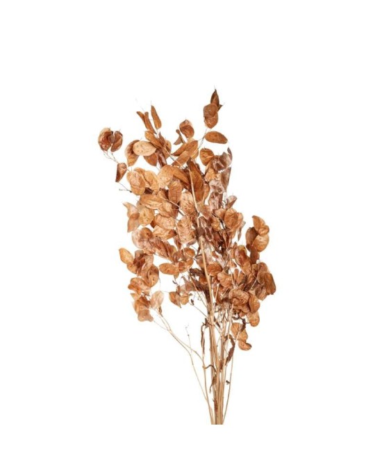 RAMA LUNARIA CAMEL