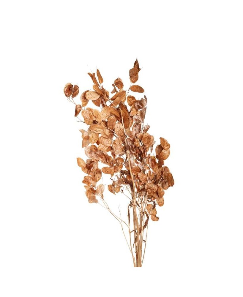 RAMA LUNARIA CAMEL