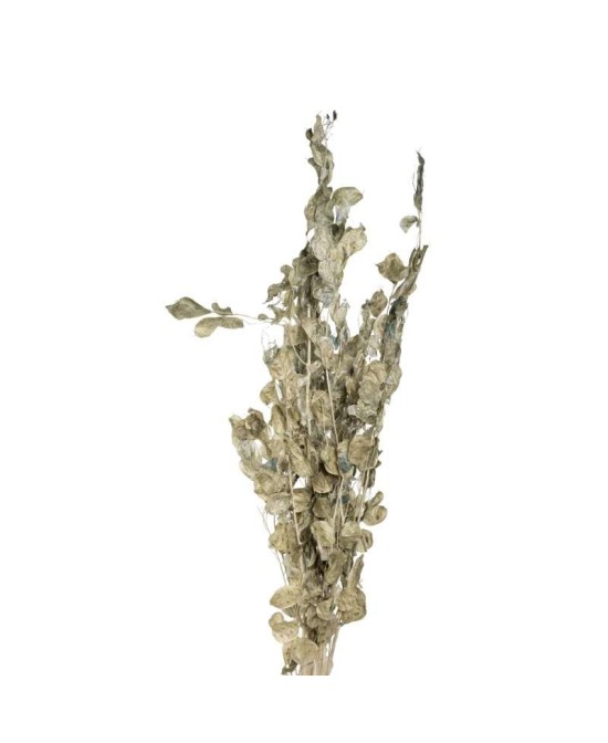 RAMA LUNARIA VERDE  HIELO 60GR