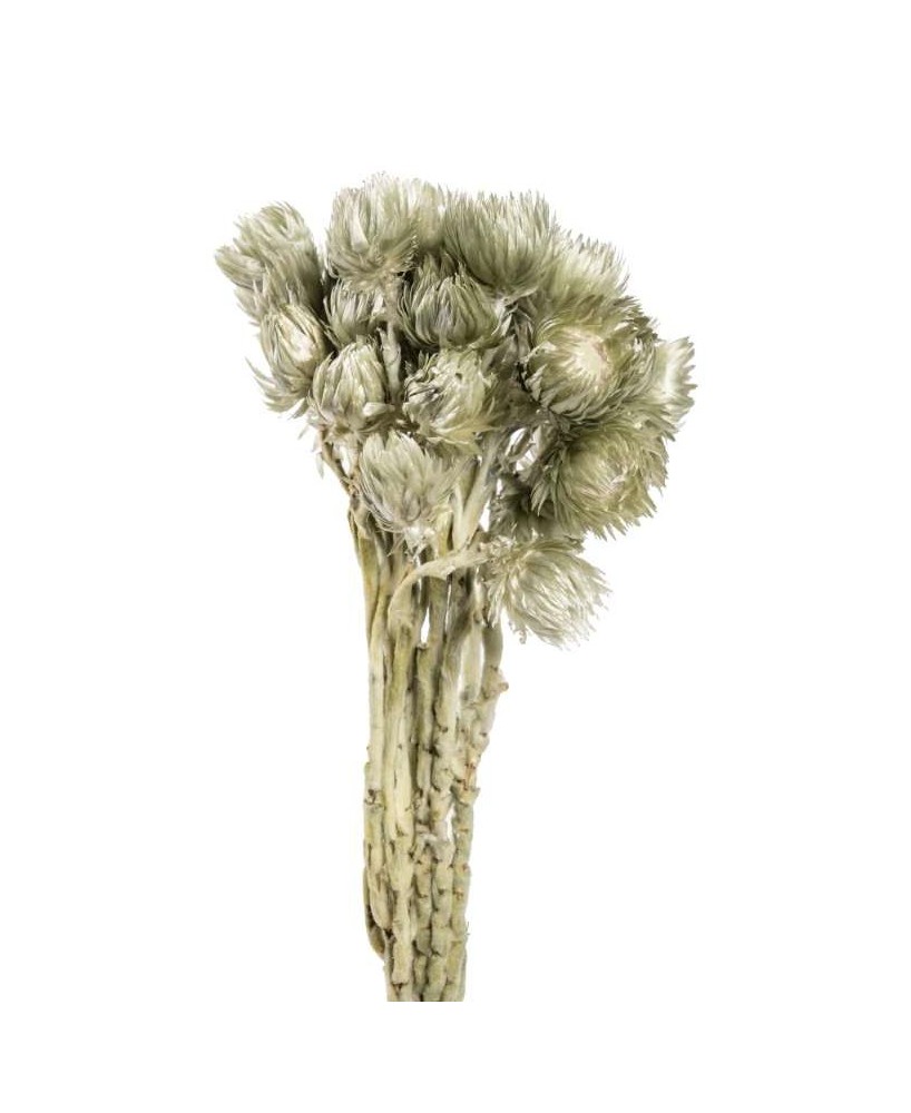 CAPBLUMEN GRANDE VERDE HIELO